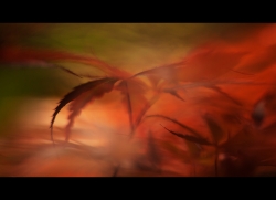 la vague rouge..