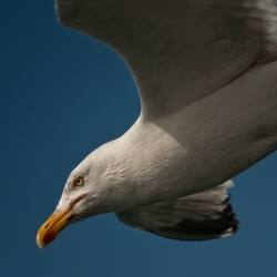 La mouette qui voulait être un aigle