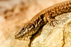 Il n'y a pas de lézard (Podarcis muralis)