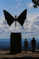 des papillons enoooormes