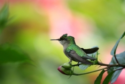 Colibri