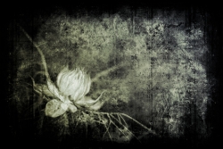 La reine des ombres II
