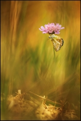 sur la paille