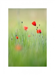 Gentils coquelicots