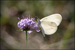 papillon blanc