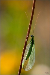 Chrysope