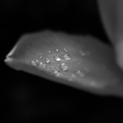 En parlant de pluie ...
