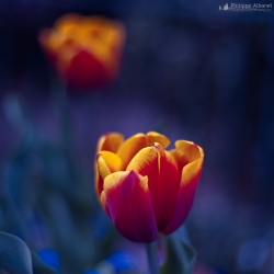 Le printemps, ses couleurs!