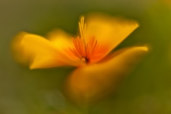 Flower Of Fire...