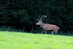cerf