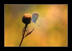 solitude automnale
