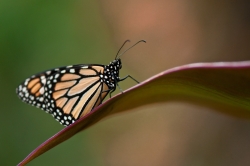 Papillon