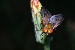 mouche