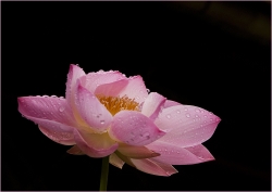 Fleur de Lotus