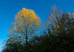 arbres