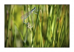 Dans les hautes herbes