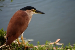 oiseau