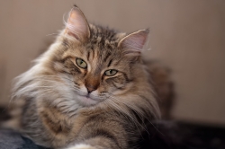 Ankara, chat des forêts norvégiennes