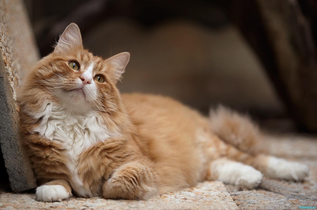 Brewal, chat des forêts norvégiennes