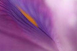intimité florale
