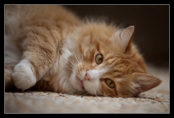 Brewal, chat Norvégien à gros pieds