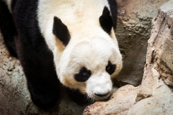 Yuan Zi