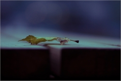 Un soir, une feuille, un banc