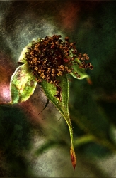 la fin d'une  rose