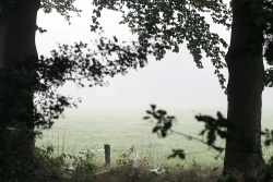 les toiles d'araignée, la brume, le net et le flou qui se melent, le vert,...