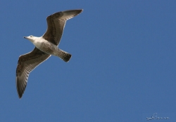 Vol libre