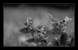 Gouttes d' eau