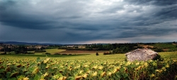 Champs de tournesol dans le lot