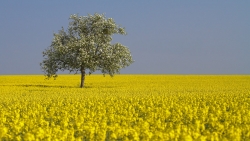 Océan jaune