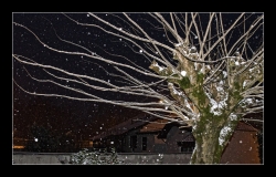 Arbre tentaculaire