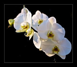 Une orchidée...