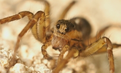 l'araignée, l'araignée .......