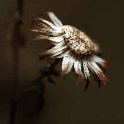 fanée