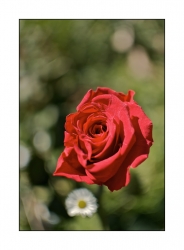 Une rose prête a etre offerte