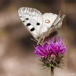 Apollon