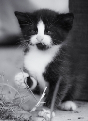 les chats sont tous des junkies..