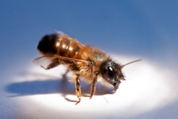 Bzzzz ma toute première vrai Macro !!