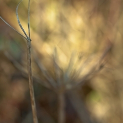 abstraction graminales