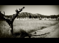 Souvenirs (un été en Provence)