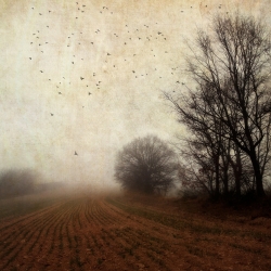 Brume…