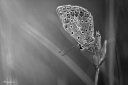 Le poids des ailes