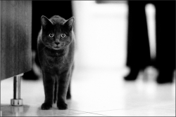 The cat