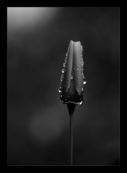 Après la pluie