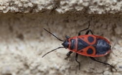 un essai macro qui peu interesser notre Did
