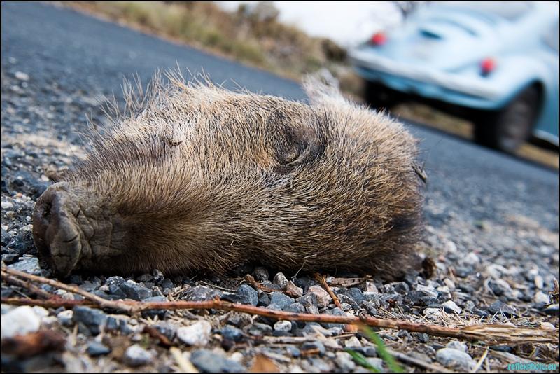 Mort sur la route