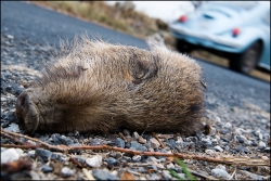 Mort sur la route